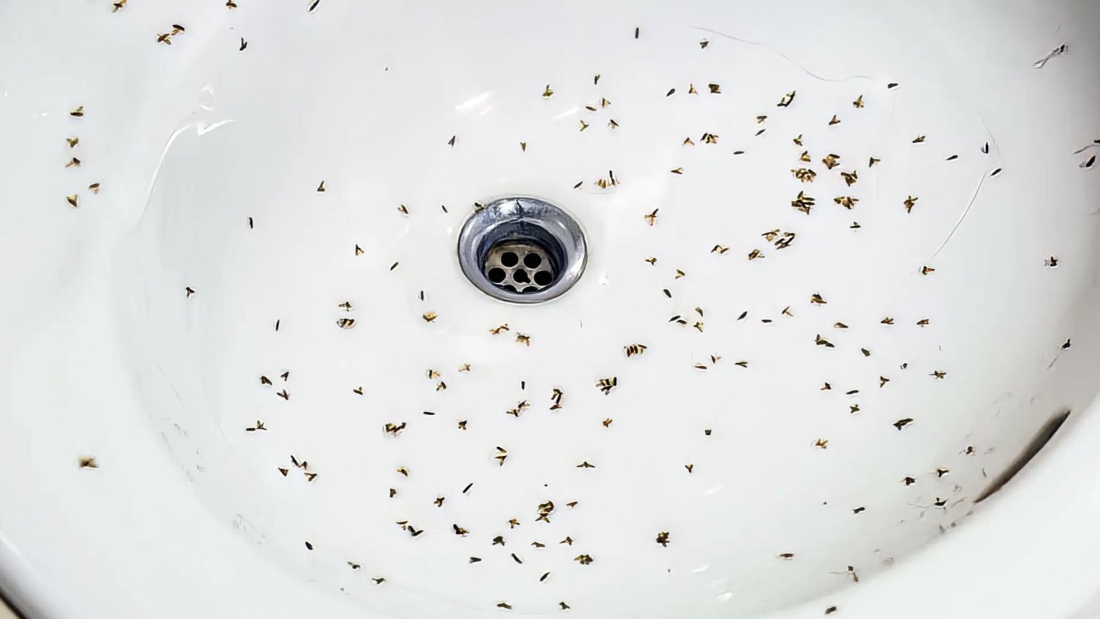 Fly-Trap-for-Drain-Flies-image